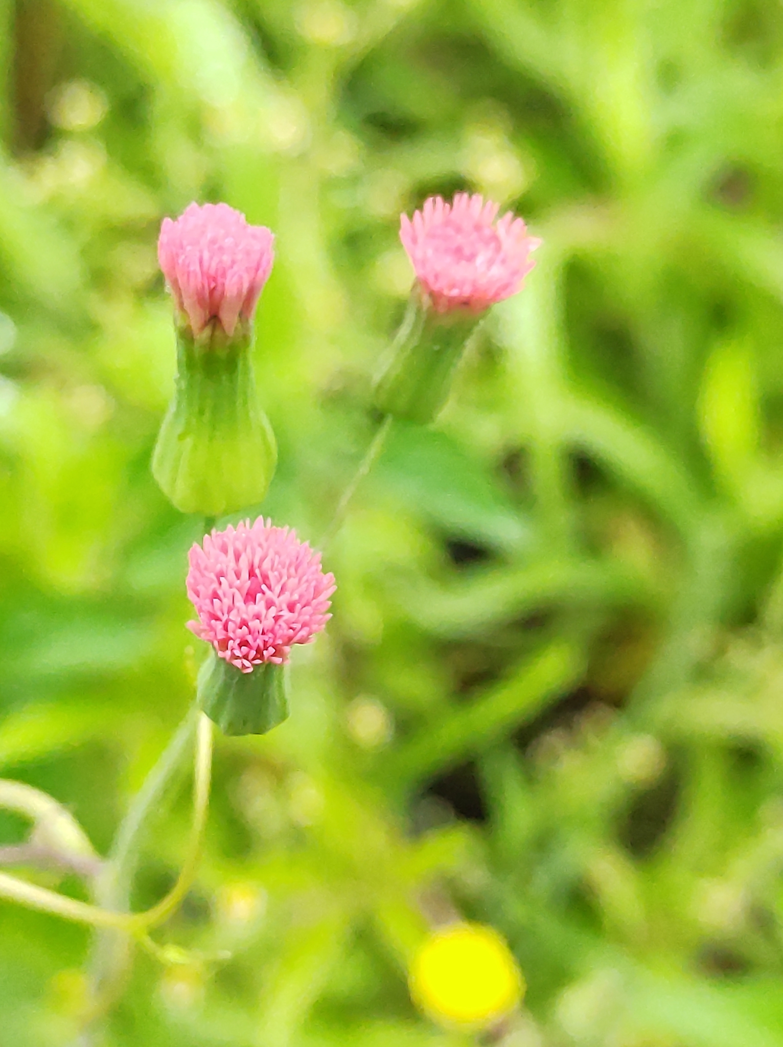 Emilia sonchifolia
