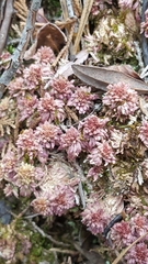 Sphagnum magellanicum