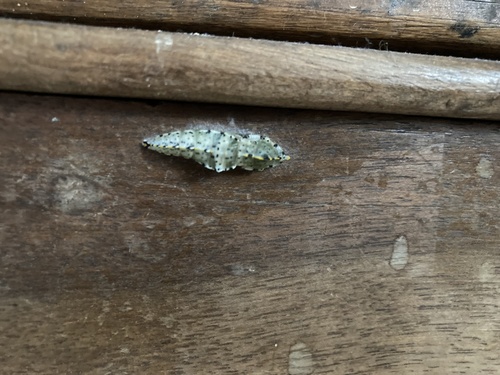 Pieris brassicae
