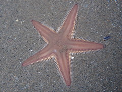 Astropecten irregularis