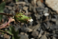 Taraxacum confusum