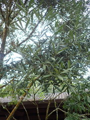Lithocarpus dodonaeifolius
