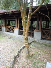 Lithocarpus dodonaeifolius