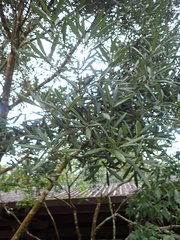 Lithocarpus dodonaeifolius