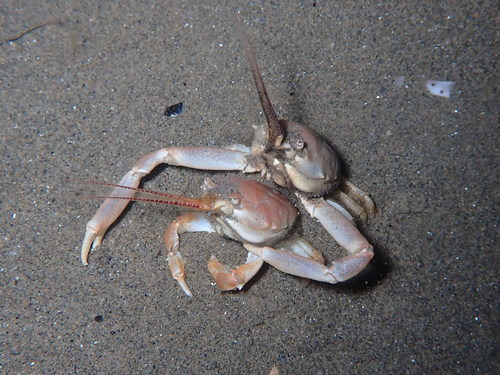 Masked crab, photo 4 of 10