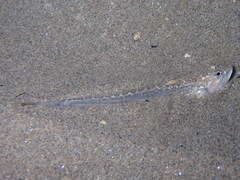Echiichthys vipera