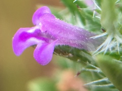 Pogogyne zizyphoroides