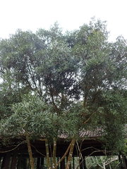 Lithocarpus dodonaeifolius
