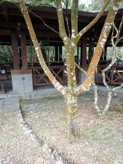 Lithocarpus dodonaeifolius