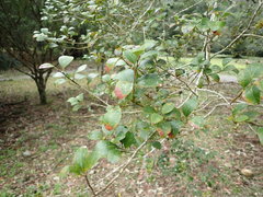 Ilex goshiensis