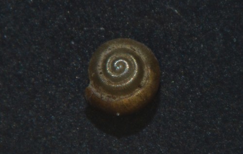 Dwarf Snail, 10700 Vinets, France, photo 8 of 10