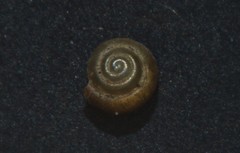 Punctum pygmaeum