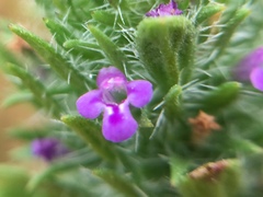 Pogogyne zizyphoroides
