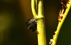 Membracis foliatafusca