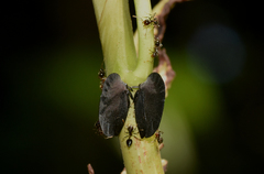 Membracis foliatafusca