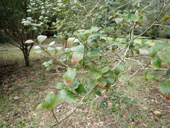 Ilex goshiensis