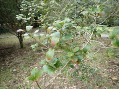 Ilex goshiensis
