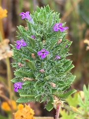 Pogogyne zizyphoroides