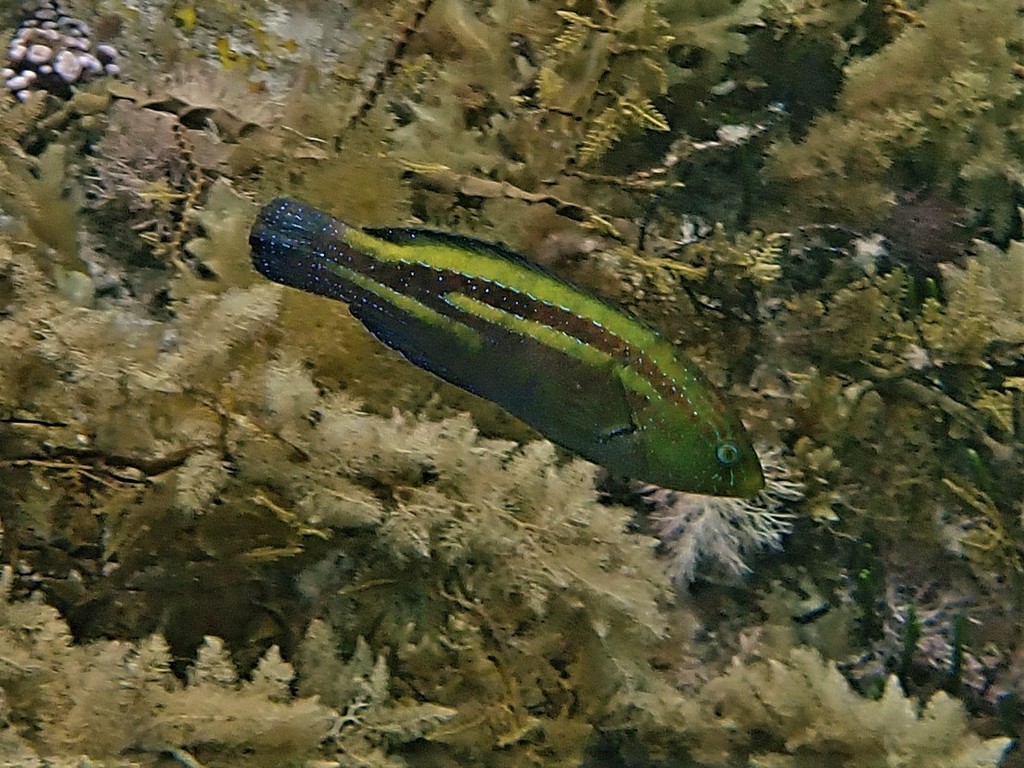Green wrasse (Pictilabrus viridis) — Labridae