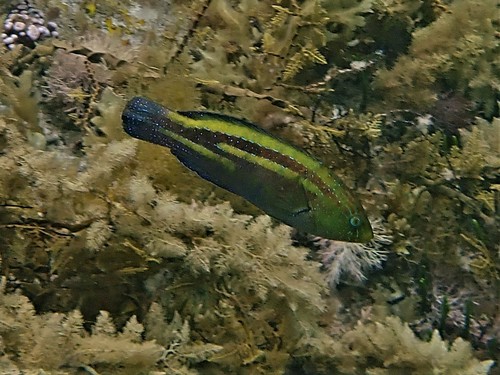 Green wrasse (Pictilabrus viridis) — Labridae