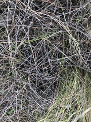 Muehlenbeckia ephedroides