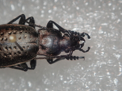 Carabus concolor