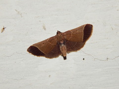 Hypsopygia amoenalis