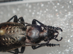 Carabus concolor