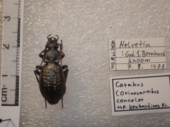 Carabus concolor
