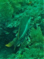 Pseudolabrus biserialis