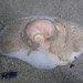 Josephine's Moon Snail - Photo (c) Sylvain Le Bris, some rights reserved (CC BY-NC), uploaded by Sylvain Le Bris