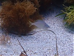 Parequula melbournensis