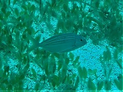 Nemadactylus valenciennesi