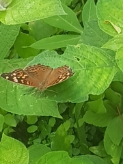 Junonia erigone