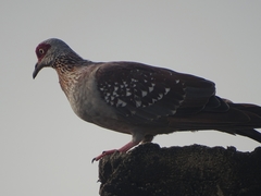 Columba guinea