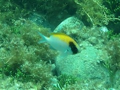 Chromis klunzingeri