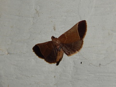 Hypsopygia amoenalis