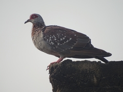 Columba guinea