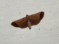 Hypsopygia amoenalis