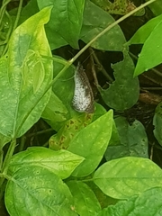 Ypthima aphnius