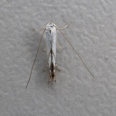 Lyonetia