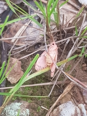 Miltochrista postbicolor