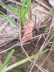 Miltochrista postbicolor