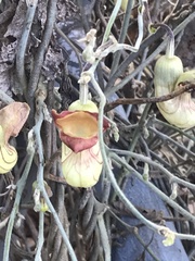 Aristolochia californica