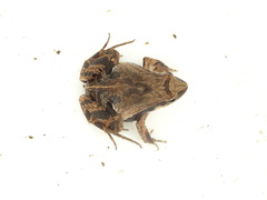 Physalaemus biligonigerus