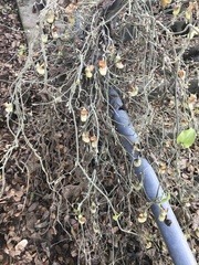 Aristolochia californica