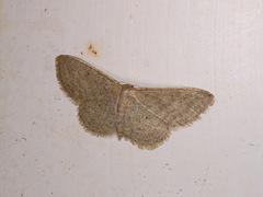 Idaea sylvestraria