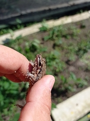 Leptodactylus melanonotus