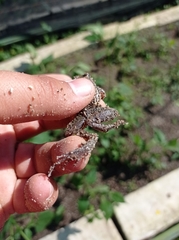 Leptodactylus melanonotus
