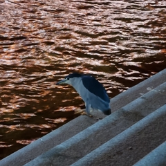 Nycticorax nycticorax